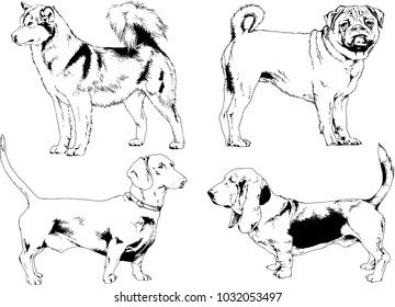 vector drawings sketches pedigree dogs in the racks drawn in ink by hand , objects with no background