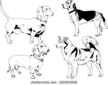 vector drawings sketches pedigree dogs in the racks drawn in ink by hand , objects with no background