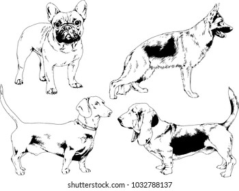 vector drawings sketches pedigree dogs in the racks drawn in ink by hand , objects with no background