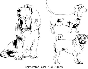 vector drawings sketches pedigree dogs in the racks drawn in ink by hand , objects with no background