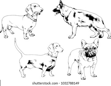 vector drawings sketches pedigree dogs in the racks drawn in ink by hand , objects with no background