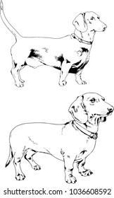 vector drawings sketches pedigree dogs in the racks drawn in ink by hand , objects with no background
