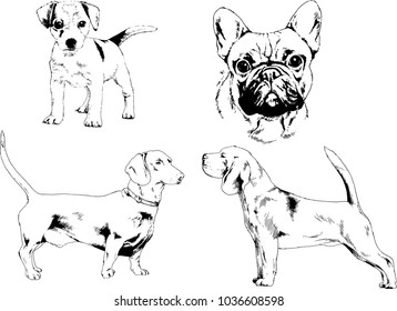 vector drawings sketches pedigree dogs in the racks drawn in ink by hand , objects with no background

