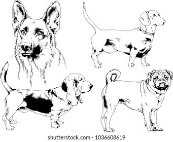 vector drawings sketches pedigree dogs in the racks drawn in ink by hand , objects with no background
