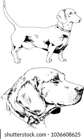 vector drawings sketches pedigree dogs in the racks drawn in ink by hand , objects with no background
