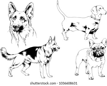 vector drawings sketches pedigree dogs in the racks drawn in ink by hand , objects with no background
