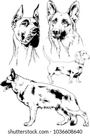 vector drawings sketches pedigree dogs in the racks drawn in ink by hand , objects with no background
