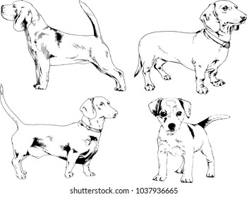 vector drawings sketches pedigree dogs in the racks drawn in ink by hand , objects with no background