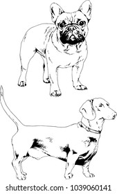 vector drawings sketches pedigree dogs in the racks drawn in ink by hand , objects with no background