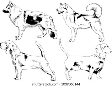 vector drawings sketches pedigree dogs in the racks drawn in ink by hand , objects with no background