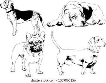 vector drawings sketches pedigree dogs in the racks drawn in ink by hand , objects with no background