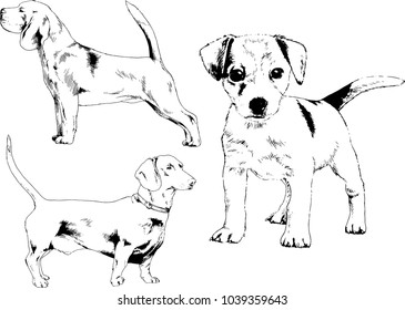 vector drawings sketches pedigree dogs in the racks drawn in ink by hand , objects with no background