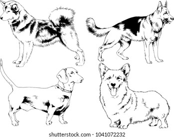 vector drawings sketches pedigree dogs in the racks drawn in ink by hand , objects with no background
