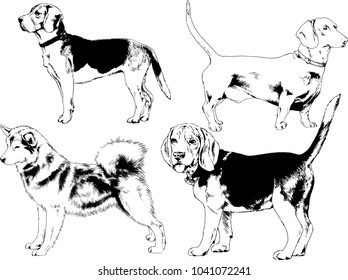 vector drawings sketches pedigree dogs in the racks drawn in ink by hand , objects with no background

