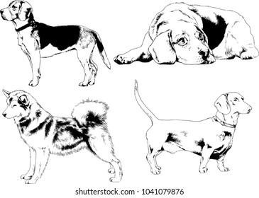 vector drawings sketches pedigree dogs in the racks drawn in ink by hand , objects with no background
