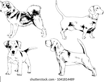 vector drawings sketches pedigree dogs drawn in ink by hand , objects with no background
