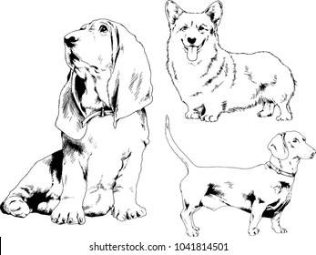 vector drawings sketches pedigree dogs drawn in ink by hand , objects with no background
