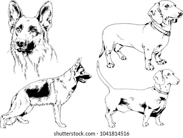 vector drawings sketches pedigree dogs drawn in ink by hand , objects with no background
