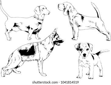 vector drawings sketches pedigree dogs drawn in ink by hand , objects with no background
