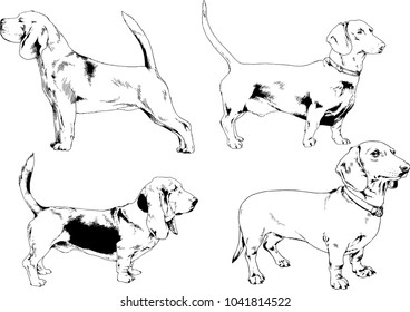 vector drawings sketches pedigree dogs drawn in ink by hand , objects with no background
