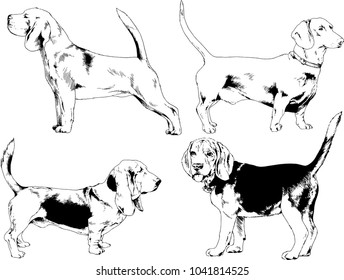vector drawings sketches pedigree dogs drawn in ink by hand , objects with no background
