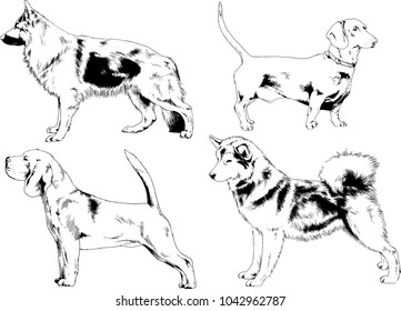 vector drawings sketches pedigree dogs in the racks drawn in ink by hand , objects with no background
