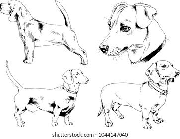 vector drawings sketches pedigree dogs in the racks drawn in ink by hand , objects with no background
