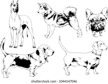 vector drawings sketches pedigree dogs in the racks drawn in ink by hand , objects with no background
