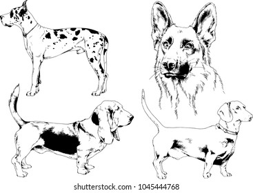 vector drawings sketches pedigree dogs in the racks drawn in ink by hand , objects with no background
