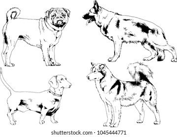 vector drawings sketches pedigree dogs in the racks drawn in ink by hand , objects with no background
