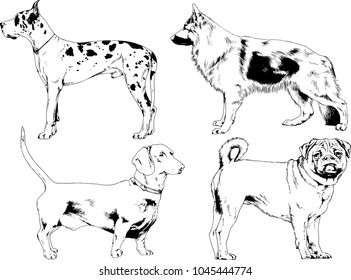 vector drawings sketches pedigree dogs in the racks drawn in ink by hand , objects with no background
