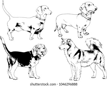 vector drawings sketches pedigree dogs in the racks drawn in ink by hand , objects with no background

