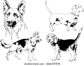 vector drawings sketches pedigree dogs in the racks drawn in ink by hand , objects with no background
