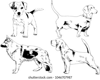 vector drawings sketches pedigree dogs in the racks drawn in ink by hand , objects with no background
