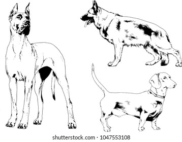vector drawings sketches pedigree dogs in the racks drawn in ink by hand , objects with no background
