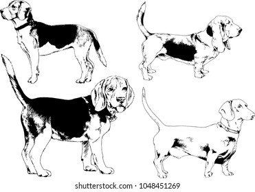 vector drawings sketches pedigree dogs in the racks drawn in ink by hand , objects with no background

