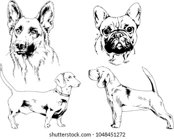 vector drawings sketches pedigree dogs in the racks drawn in ink by hand , objects with no background
