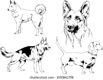 vector drawings sketches pedigree dogs in the racks drawn in ink by hand , objects with no background
