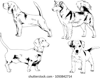 vector drawings sketches pedigree dogs in the racks drawn in ink by hand , objects with no background
