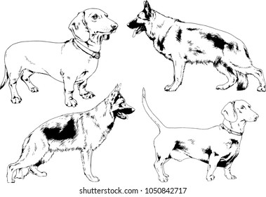 vector drawings sketches pedigree dogs in the racks drawn in ink by hand , objects with no background
