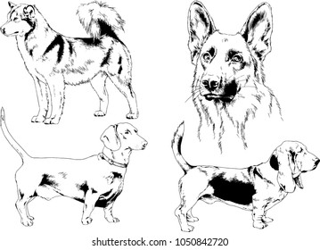 vector drawings sketches pedigree dogs in the racks drawn in ink by hand , objects with no background
