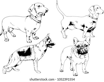 vector drawings sketches pedigree dogs in the racks drawn in ink by hand , objects with no background
