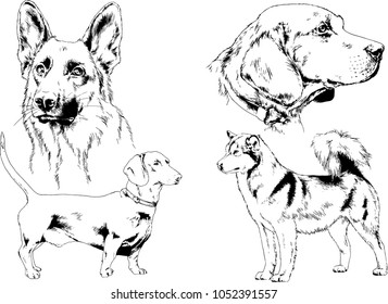 vector drawings sketches pedigree dogs in the racks drawn in ink by hand , objects with no background
