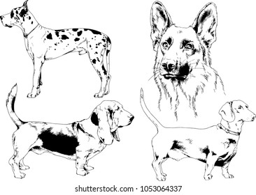 vector drawings sketches pedigree dogs in the racks drawn in ink by hand , objects with no background
