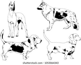 vector drawings sketches pedigree dogs in the racks drawn in ink by hand , objects with no background
