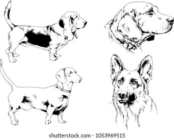 vector drawings sketches pedigree dogs in the racks drawn in ink by hand , objects with no background
