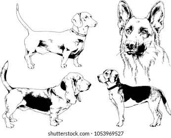 vector drawings sketches pedigree dogs in the racks drawn in ink by hand , objects with no background
