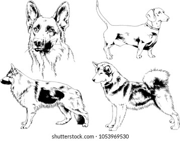 vector drawings sketches pedigree dogs in the racks drawn in ink by hand , objects with no background
