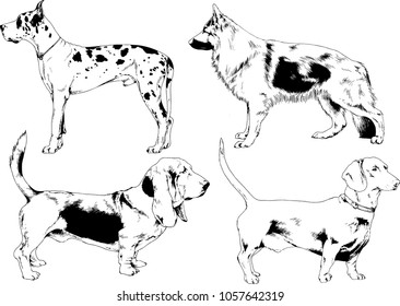 vector drawings sketches pedigree dogs in the racks drawn in ink by hand , objects with no background
