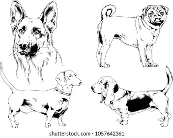 vector drawings sketches pedigree dogs in the racks drawn in ink by hand , objects with no background
